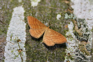 <i>Idaea ochrata</i> (Scopoli, 1763) © P. Chatard
