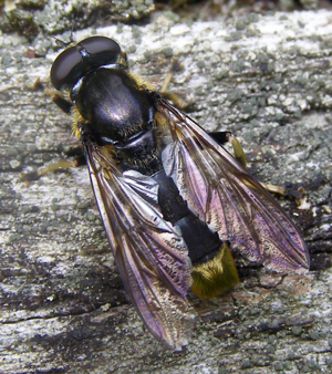 Diptera-Syrphidae-Xylota-sylvarum-201208160110.JPG © TristramBrelstaff