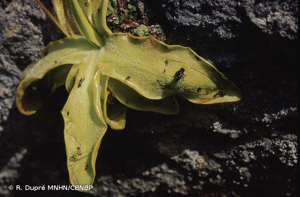 <i>Pinguicula longifolia </i>subsp.<i> caussensis</i> Casper, 1962 © R. Dupré MNHN/CBNBP