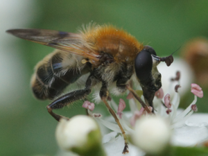 Hallonblomfluga01370.jpg © Martin Andersson