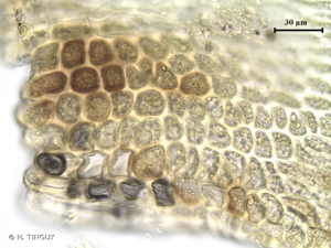 <i>Hypnum cupressiforme </i>var.<i> lacunosum</i> Brid., 1801 © H. TINGUY