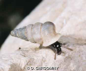 <i>Cochlostoma patulum</i> (Draparnaud, 1801) © O. Gargominy