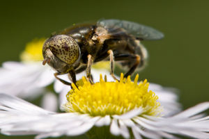 Eristalinus (Lathyropthalmus) aeneus male side.jpg © Richard Bartz