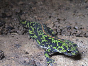 Triturus marmoratus1.JPG © Clara Cartier