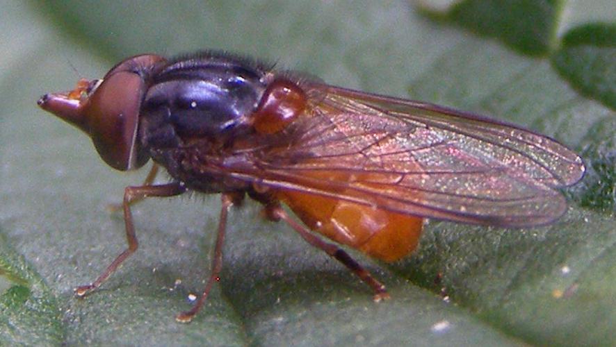 Diptera-Syrphidae-Rhingia-rostrata-201208200063.JPG © TristramBrelstaff