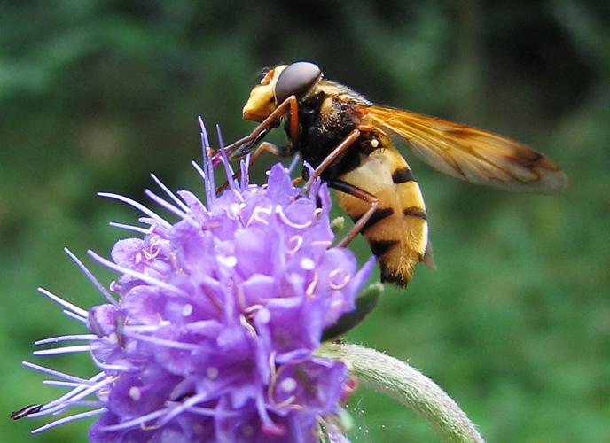 Volucella inanis 03.jpg © Commons