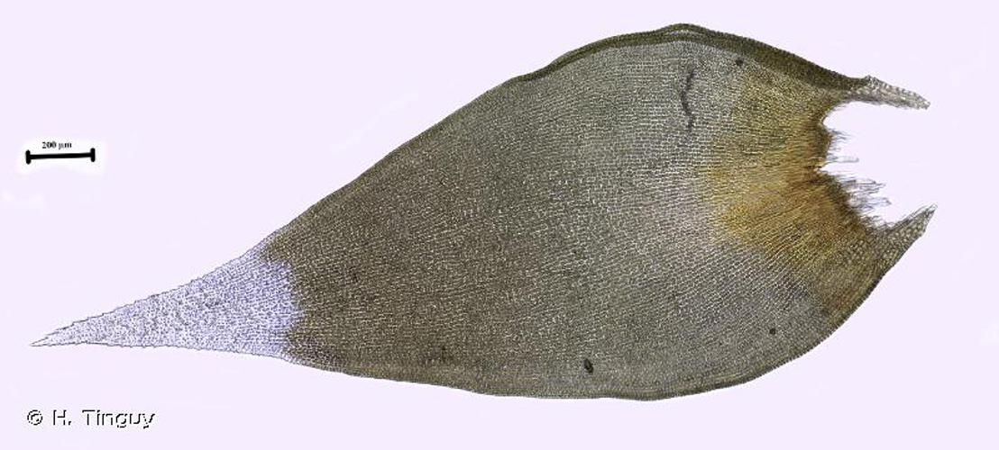 <i>Hedwigia ciliata </i>var.<i> leucophaea</i> Bruch & Schimp., 1846 © H. Tinguy
