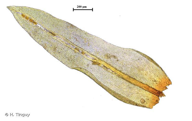 <i>Ulota hutchinsiae</i> (Sm.) Hammar, 1852 © H. Tinguy