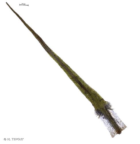 <i>Bartramia ithyphylla</i> Brid., 1803 © H. TINGUY