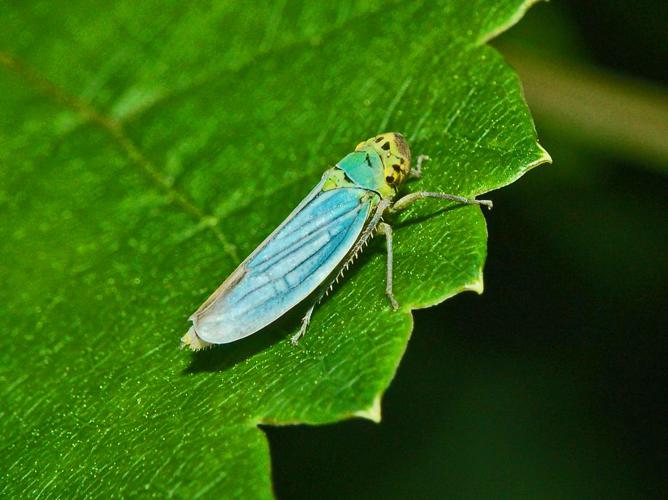 Cicadellidae - Cicadella viridis-1.JPG © Hectonichus