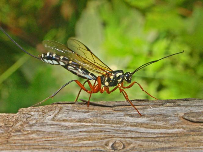 Ichneumonidae - Rhyssa persuasoria.JPG © Hectonichus