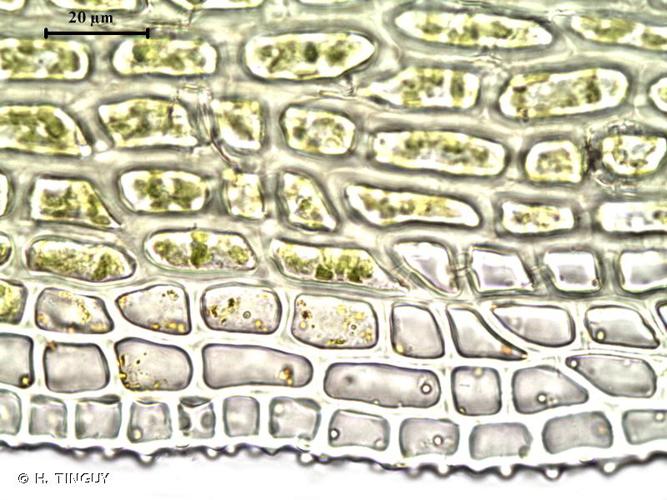 <i>Hymenostylium recurvirostrum</i> (Hedw.) Dixon, 1933 © H. TINGUY