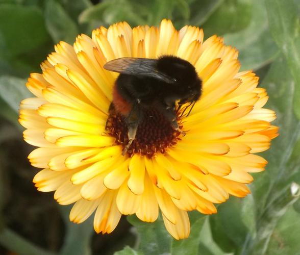 Bee on Yellow Flower.jpg © Thomas888b