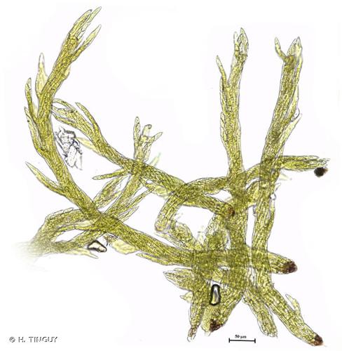 <i>Pseudotaxiphyllum elegans</i> (Brid.) Z.Iwats., 1987 © H. TINGUY