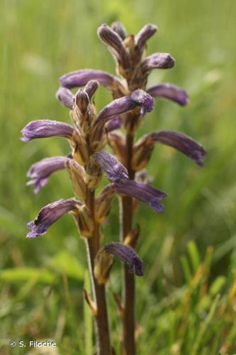 <i>Phelipanche purpurea</i> (Jacq.) Soják, 1972 © S. Filoche