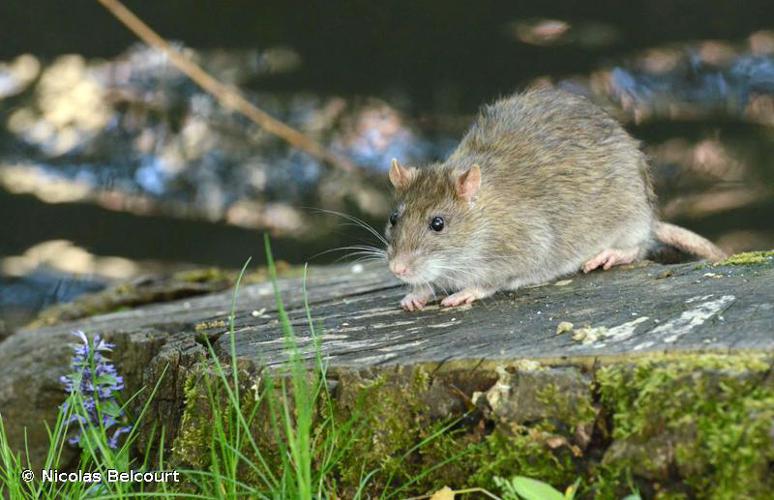 Rat commun © Nicolas Belcourt
