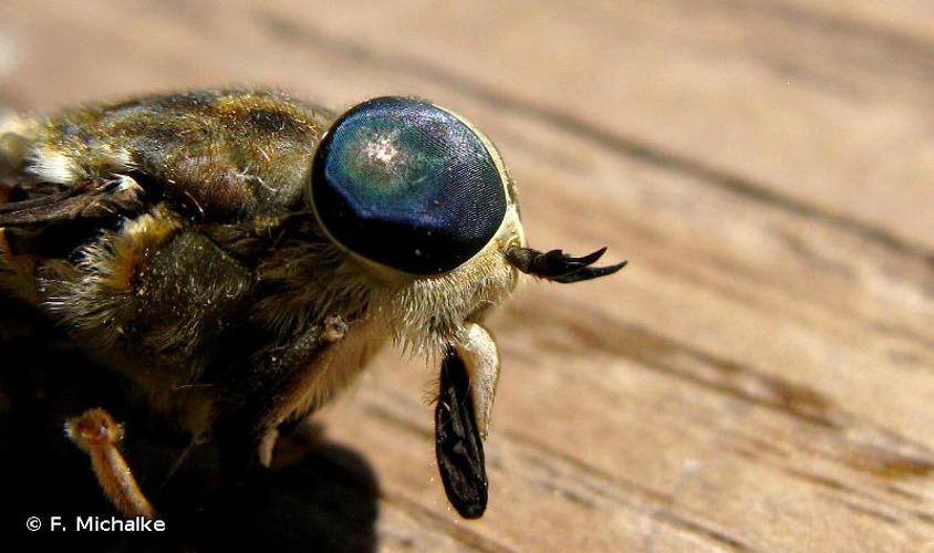<i>Tabanus bromius</i> Linnaeus, 1758 © F. Michalke