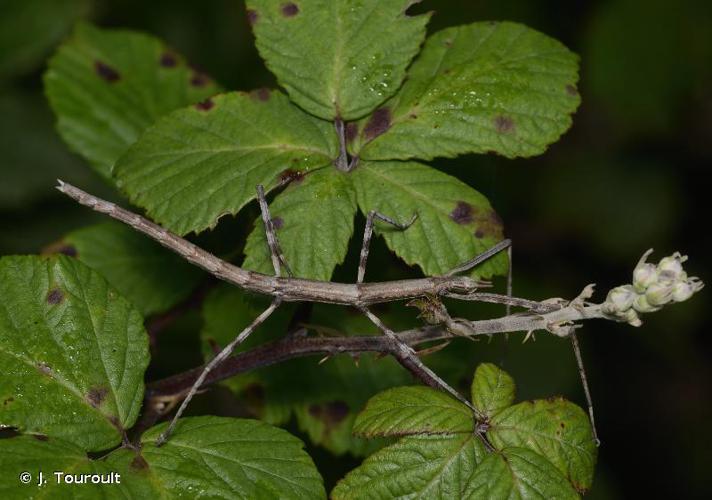 <i>Clonopsis gallica</i> (Charpentier, 1825) © J. Touroult