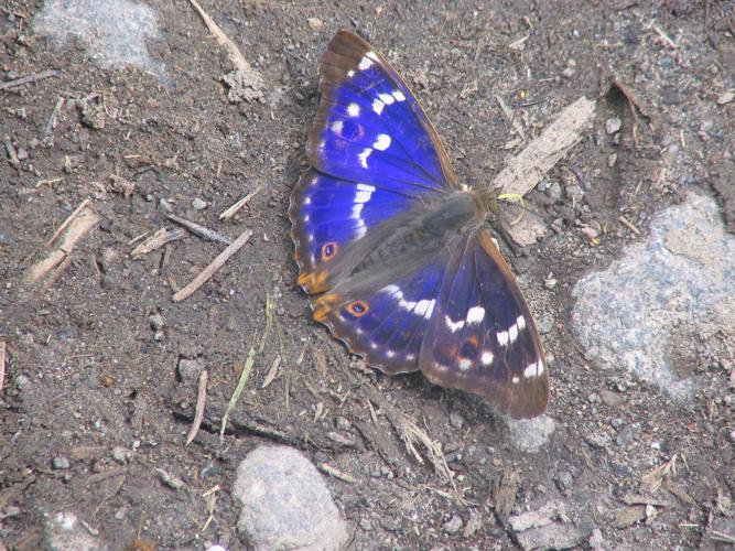 Fluture albastru.jpg © Kdanv at ro.wikipedia