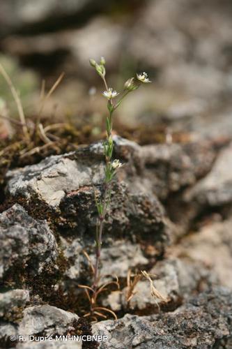 <i>Minuartia hybrida </i>subsp.<i> tenuifolia</i> (L.) Kerguélen, 1993 © R. Dupré MNHN/CBNBP