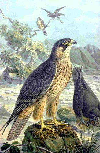 Falco eleonorae NAUMANN.jpg © Commons