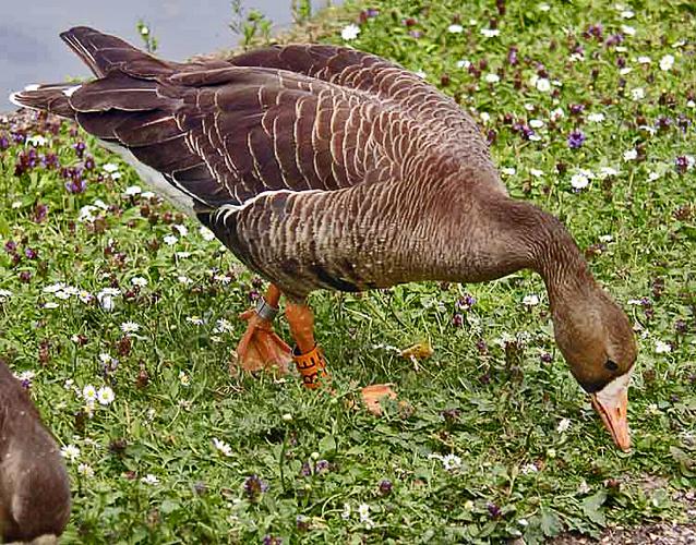 White-fronted.goose.750pix.jpg © Commons
