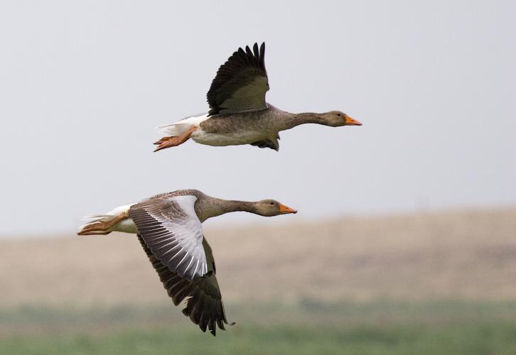 Graylag geese (Anser anser) in flight 1700.jpg © MichaelMaggs