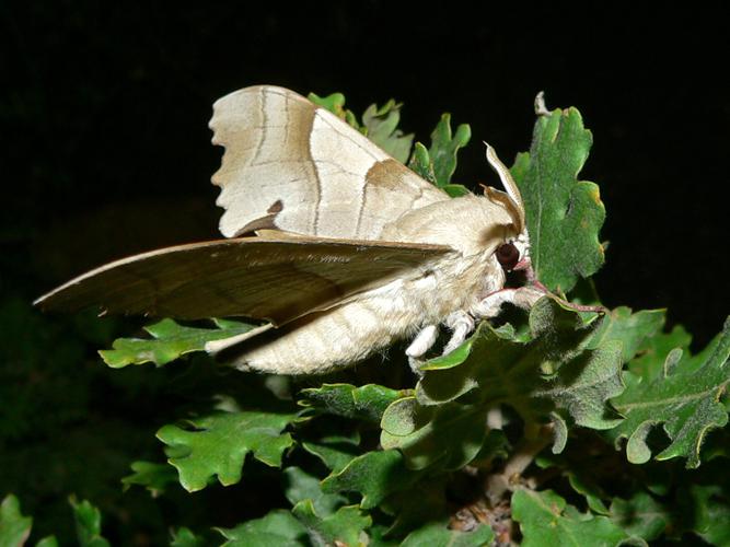 Oak Hawk-moth (Marumba quercus) (8332989246).jpg © Bernard DUPONT from FRANCE