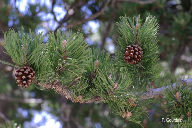 <i>Pinus mugo</i> Turra, 1764 © P. Gourdain