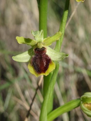 <i>Ophrys virescens</i> Philippe, 1859 © P. Rouveyrol