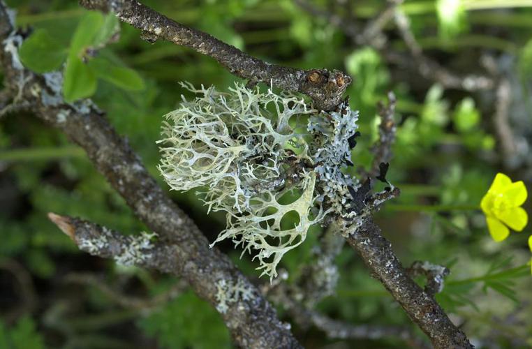 Lichen foliacé2..JPG © Commons