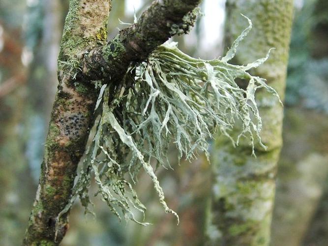 A lichen - Ramalina farinacea - geograph.org.uk - 1073623.jpg © Lairich Rig