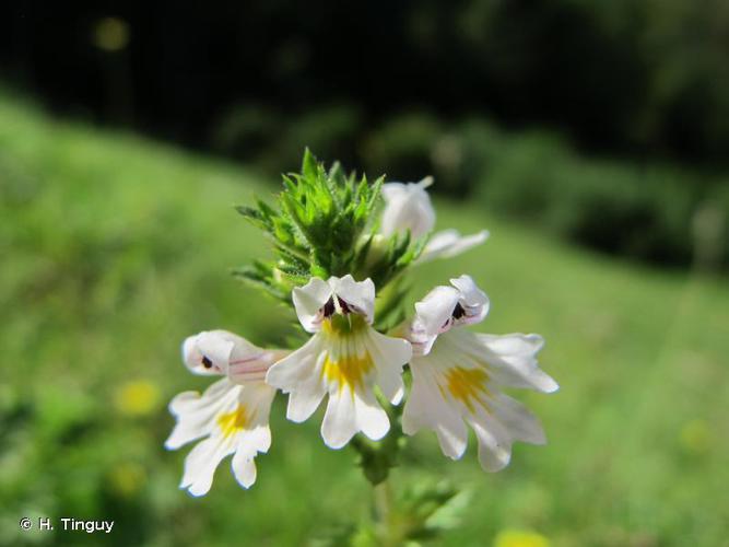 <i>Euphrasia officinalis</i> L., 1753 © H. Tinguy