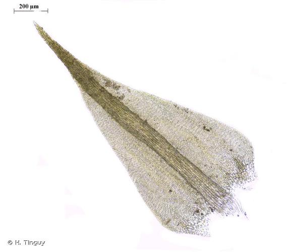 <i>Hygroamblystegium tenax</i> (Hedw.) Jenn., 1913 © H. Tinguy
