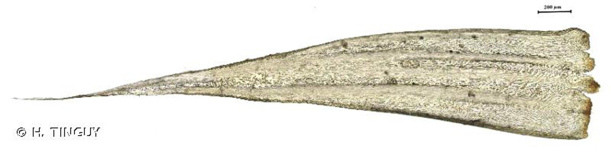 <i>Orthothecium rufescens</i> (Dicks. ex Brid.) Schimp., 1851 © H. TINGUY
