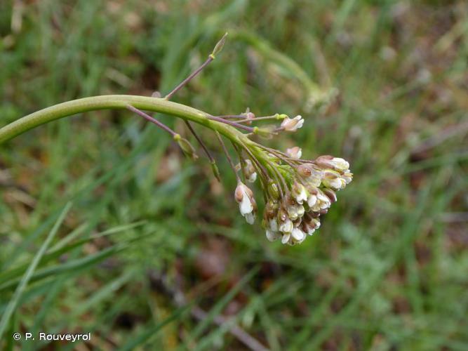 <i>Noccaea caerulescens </i>subsp.<i> virens</i> (Jord.) Kerguélen, 1993 © P. Rouveyrol