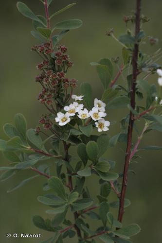 <i>Spiraea hypericifolia </i>subsp.<i> obovata</i> (Waldst. & Kit. ex Willd.) H.Huber, 1964 © O. Nawrot