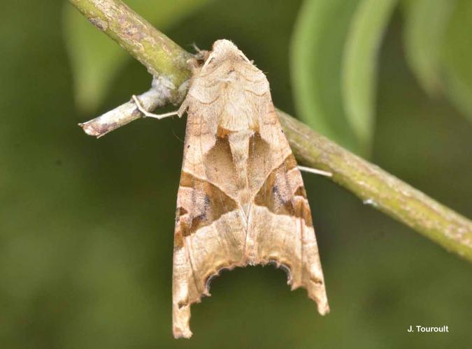 <i>Phlogophora meticulosa</i> (Linnaeus, 1758) © J. Touroult