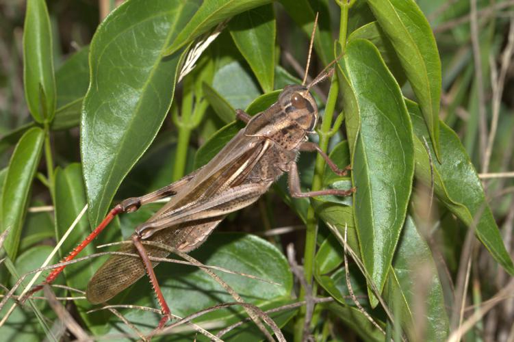 Criquet cendré, <i>Locusta cinerascens</i> (Fabricius, 1781) © Jean-Pierre Malafosse - Parc national des Cévennes