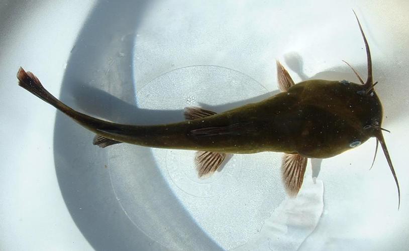 Ictalurus melas01.jpg © Commons