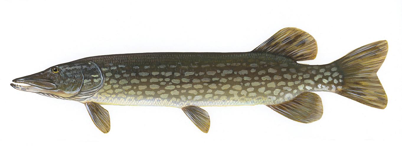 Esox lucius1.jpg © Drawing by Timothy Knepp