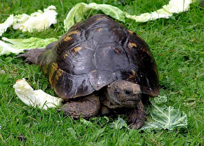Tortoise.spur-thighed.arp.750pix.jpg © Adrian Pingstone at en.wikipedia