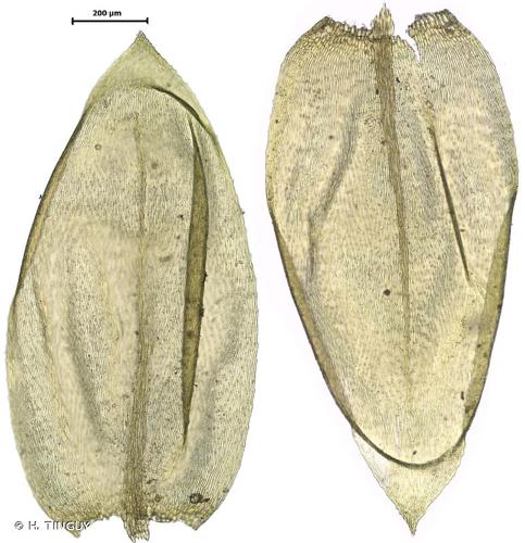 <i>Scleropodium touretii</i> (Brid.) L.F.Koch, 1949 © H. TINGUY