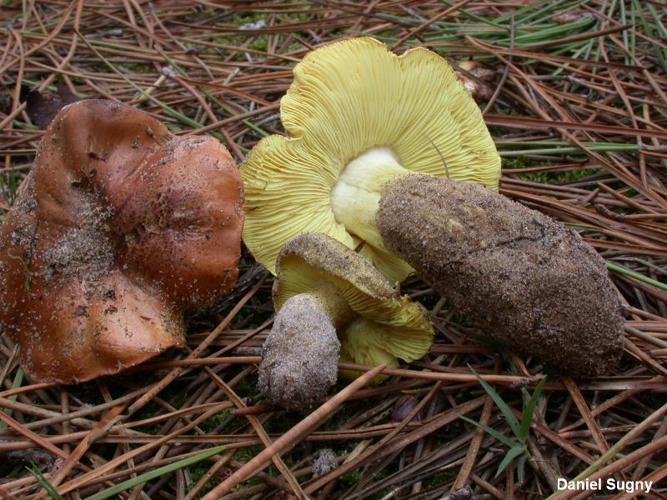 <i>Tricholoma equestre</i> (L.) P.Kumm., 1871 © D. Sugny