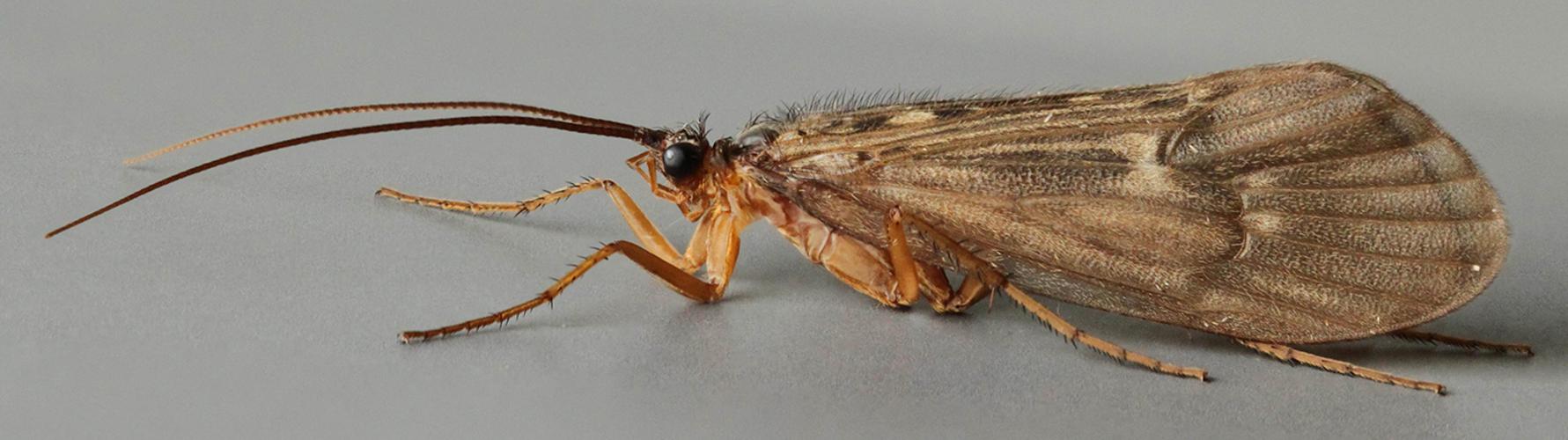 Potamophylax latipennis, Limnephilidae, Trawscoed, North Wales, August 2012 (1) (18039851441).jpg © Janet Graham