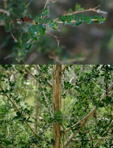 Adenocarpus telonensis.jpg © Incognitok