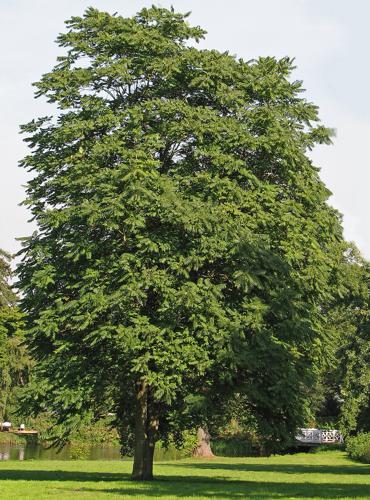 Götterbaum (Ailanthus altissima).jpg © Commons