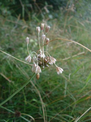 Allium oleraceum1.jpg © The original uploader was Jeffdelonge at French Wikipedia