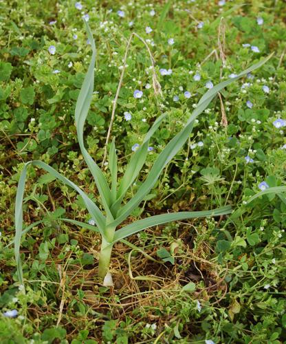 Allium-poly1.jpg © Commons