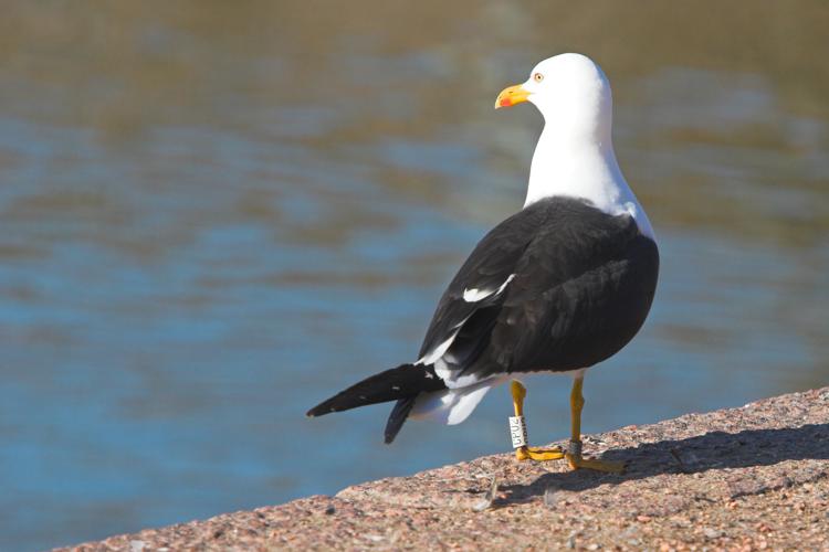 Ringed lesser black-backed gull.jpg © Thermos at fi.wikipedia